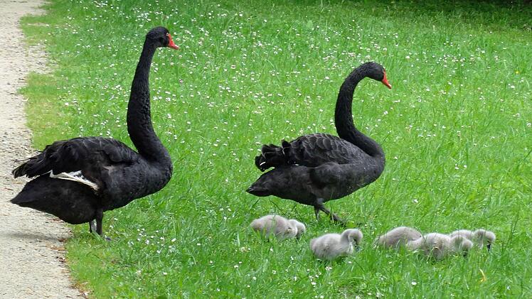 'Schwarze Schwäne beim Ausflug mit ihrem Nachwuchs im Park der Rosenau Mitte JuniFoto: Jochen Berger