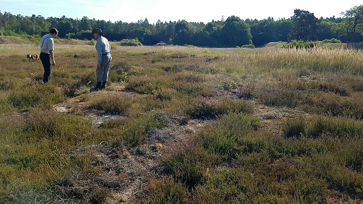 Bamberg: Naturschutz auf US-Armee-Schie&szlig;platz? - Wie hier Arten erhalten werden