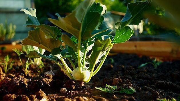 Gartenprofi Josef Schröder rät, Kohlrabi mit Bierdeckeln aus Pappe zu schützen, damit die Kohlfliege sich nicht in den Wurzelhals einnisten kann. Bild: ramszei/pixabay.com
