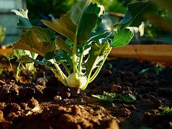 Gartenprofi Josef Schröder rät, Kohlrabi mit Bierdeckeln aus Pappe zu schützen, damit die Kohlfliege sich nicht in den Wurzelhals einnisten kann. Bild: ramszei/pixabay.com