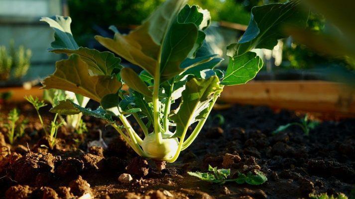 Gartenprofi Josef Schröder rät, Kohlrabi mit Bierdeckeln aus Pappe zu schützen, damit die Kohlfliege sich nicht in den Wurzelhals einnisten kann. Bild: ramszei/pixabay.com