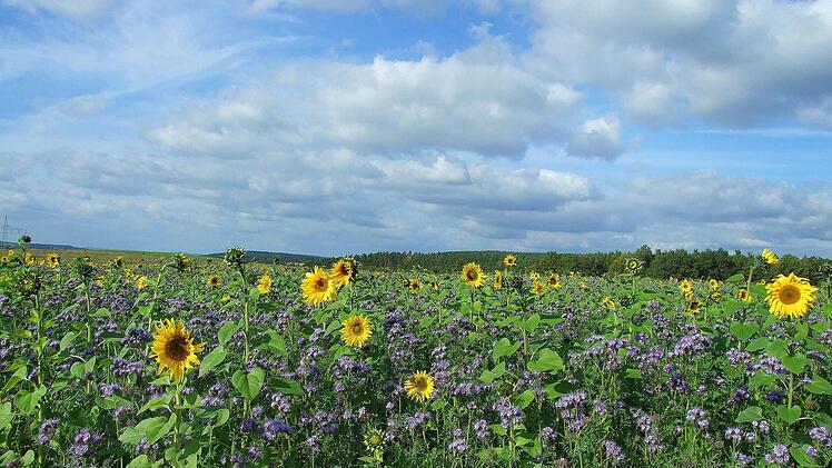 Letzte Sonnenblumen. Karl-Heinz Funk aus Neudrossenfeld hat uns dieses Foto geschickt.  Foto: pirvat