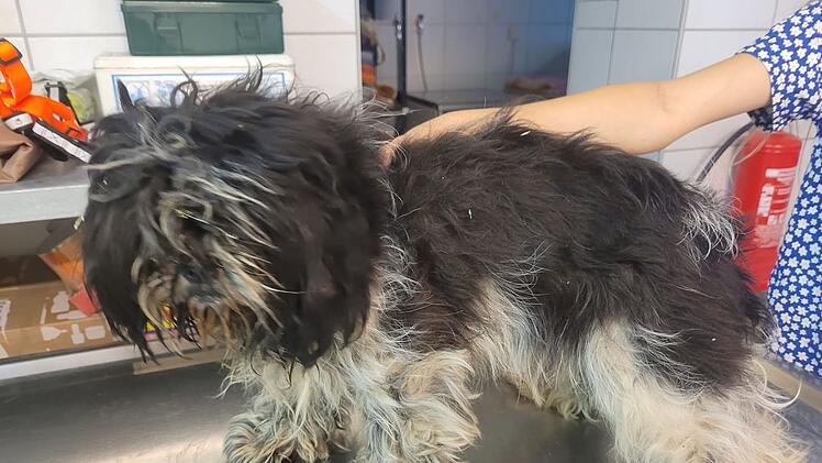 Tierheim Kulmbach: Acht verängstigte Hunde ausgesetzt - "um sich geschnappt und gebissen"