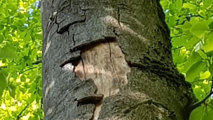 Nicht jeder geschädigte Baum im Kellerwald muss fallen.