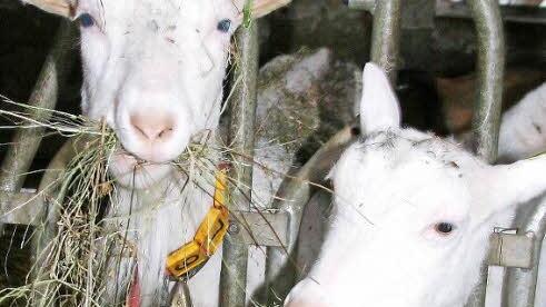 Frühstück: "Viel zu früh", werden die beiden Jungziegen auf dem Hof der Familie Greim am Sonntagmorgen meckern.