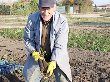 Endlich: Nach m&uuml;hsamer Vorarbeit erntet Georg Demuth Schwarzwurzeln auf seinem Feld im Bamberger Osten.