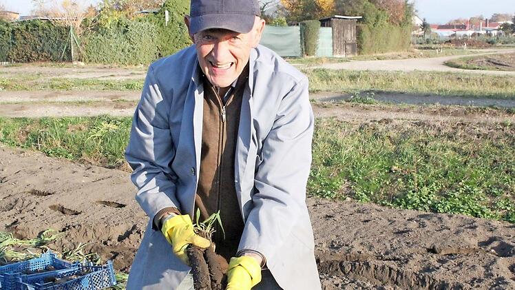 Endlich: Nach m&uuml;hsamer Vorarbeit erntet Georg Demuth Schwarzwurzeln auf seinem Feld im Bamberger Osten.