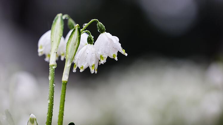 Wechselhafter Frühlingsstart