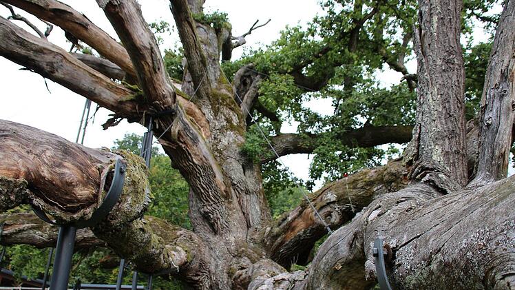 Im Staatsbad steht die mächtige König-Ludwig-Eiche, unter der einst der König rastete. Sie ist etwa 550 Jahre alt. Foto: Ulrike Müller