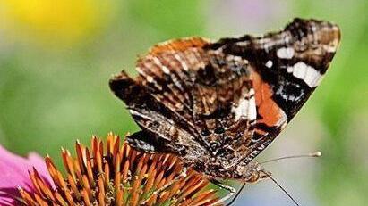 ... und Distelfalter Foto: Botanischer Garten der FAU.