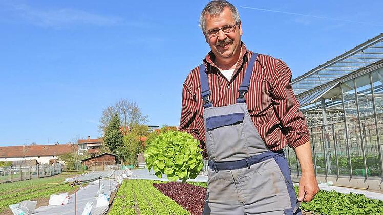 Gärtner Michael Niedermaier mit einem Salat Foto: Barbara Herbst