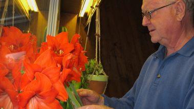 Die Amaryllis kommt bei Stenzels alle Jahre wieder  zur Blüte. Foto: Thomas Neder