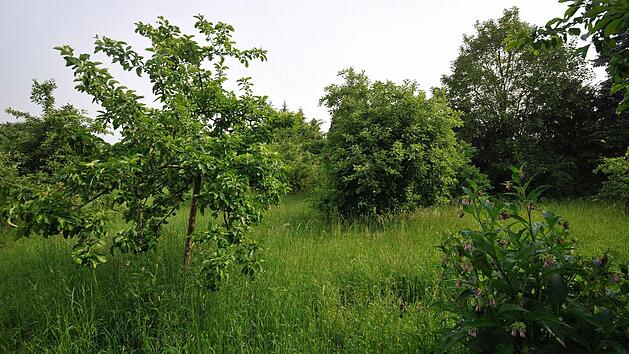 Symbolbild einer Streuobstwiese Foto: Henning Kaiser dpa