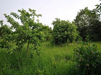 Symbolbild einer Streuobstwiese Foto: Henning Kaiser dpa