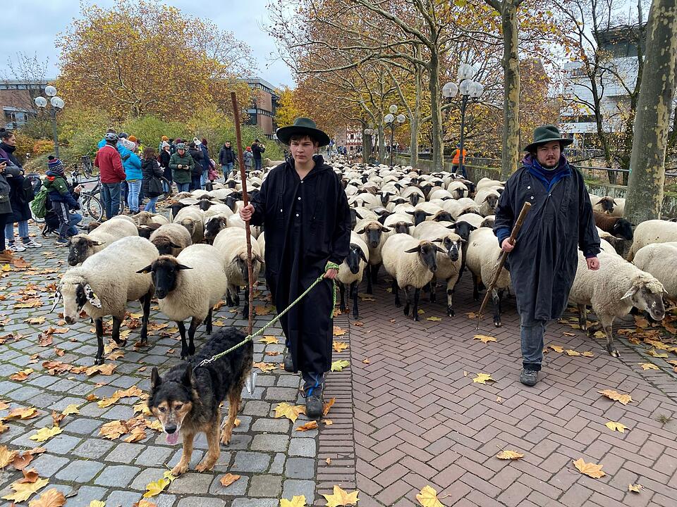 Hunderte Schafe ziehen durch Nürnberg - Naturspektakel in Bildern