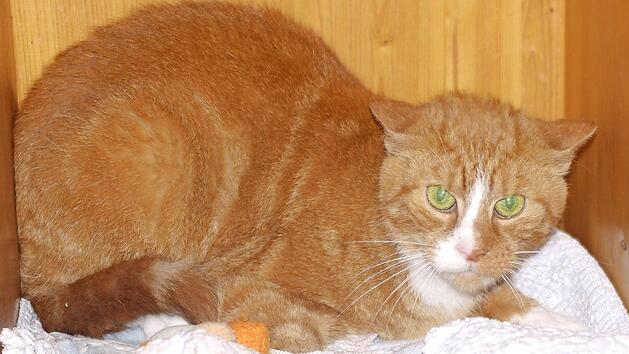 Garfields neue Bezugspersonen sollten viel Geduld mitbringen und nicht entt&auml;uscht sein, wenn sie ihn in der ersten Zeit &uuml;berhaupt nicht zu Gesicht bekommen, weil er sich irgendwo versteckt. Foto: Tierschutzverein