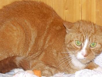 Garfields neue Bezugspersonen sollten viel Geduld mitbringen und nicht entt&auml;uscht sein, wenn sie ihn in der ersten Zeit &uuml;berhaupt nicht zu Gesicht bekommen, weil er sich irgendwo versteckt. Foto: Tierschutzverein