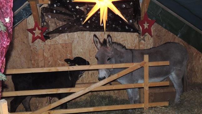 Im nachgebauten Stall von Bethlehem warteten ein Esel, ein K&auml;lbchen und zwei Schafe auf die Kinder. Dieter Gropp