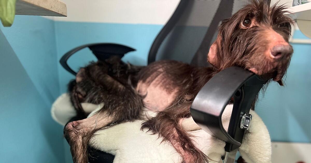 Erlangen Animal Shelter: Abused dog dead - | 'last chapter belonged to ...