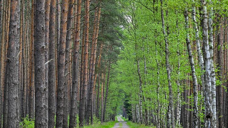 Fr&uuml;hling im Wald