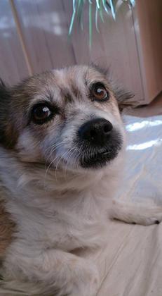 Welthundetag - Die tollsten Hunde der inFranken-Leser