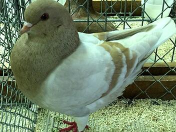 Mit den 170 ausgestellten Tieren waren die Preisrichter sehr zufrieden.  Fotos: Richard Sänger