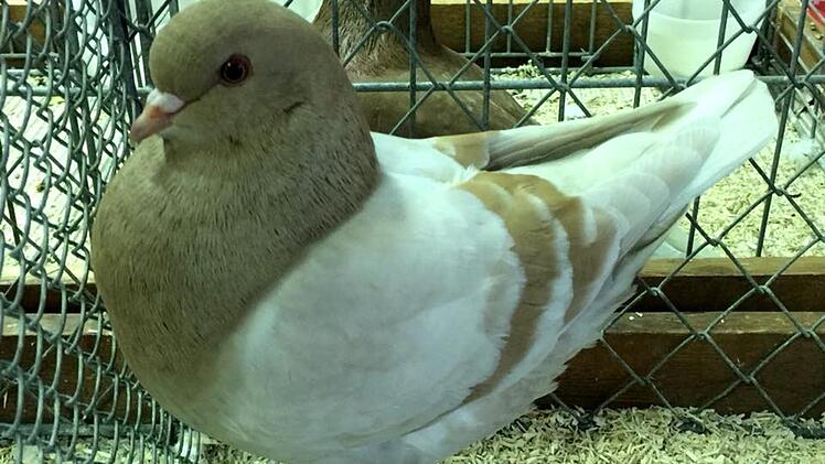 Mit den 170 ausgestellten Tieren waren die Preisrichter sehr zufrieden.  Fotos: Richard Sänger