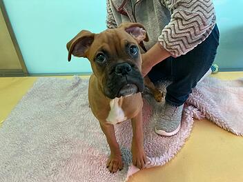 Hunde-Welpe aus Tierheim Nürnberg braucht Zuhause