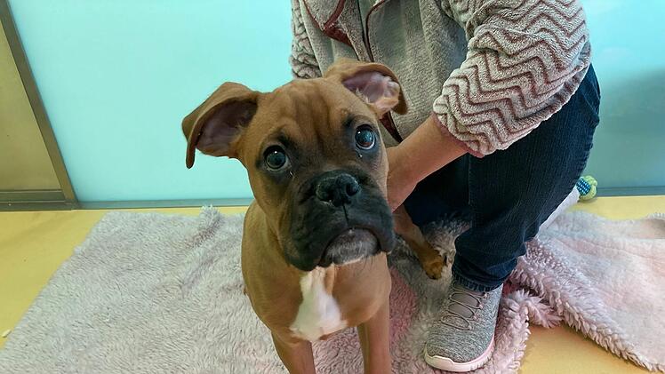 Hunde-Welpe aus Tierheim Nürnberg braucht Zuhause