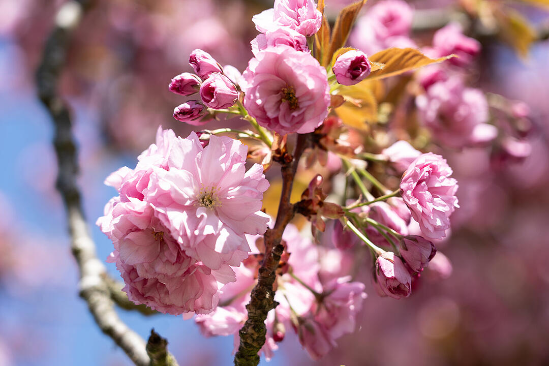 Wundersch&ouml;ne Naturfotos aus Bamberg.