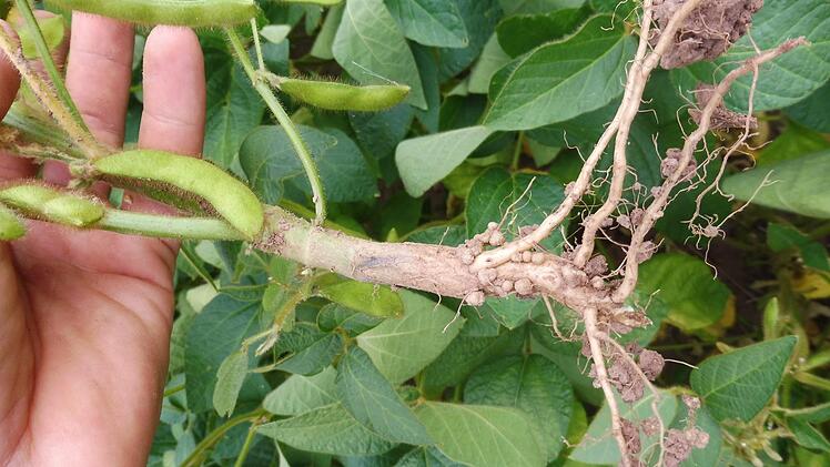 Über die Knöllchenbakterien an der Wurzel kann die Sojabohne ihren Stickstoff selbst generieren.  Foto: Andreas Gerner