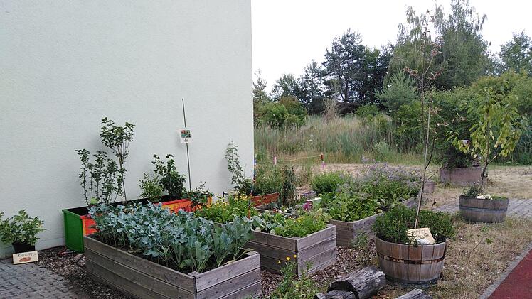 Aus ein paar K&auml;sten des Schulgartens der Grundschule Igensdorf darf genascht werden. Foto: privat