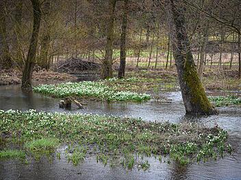 Ein Blütentraum aus Märzenbechern zeigt sich derzeit am neuen Feuchtbiotop am Eschenbach.
