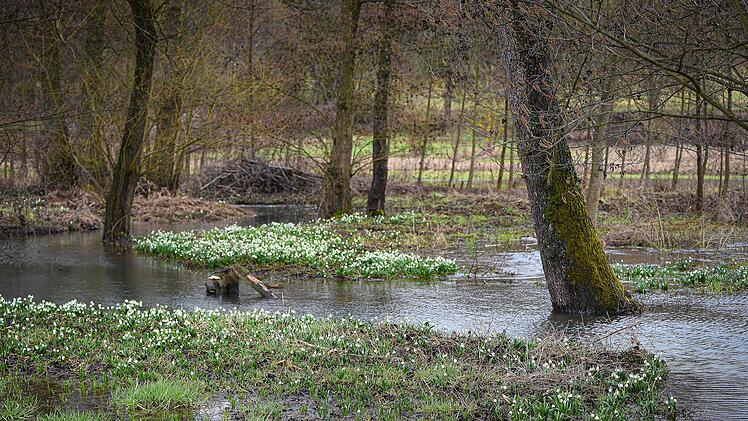 Ein Blütentraum aus Märzenbechern zeigt sich derzeit am neuen Feuchtbiotop am Eschenbach.