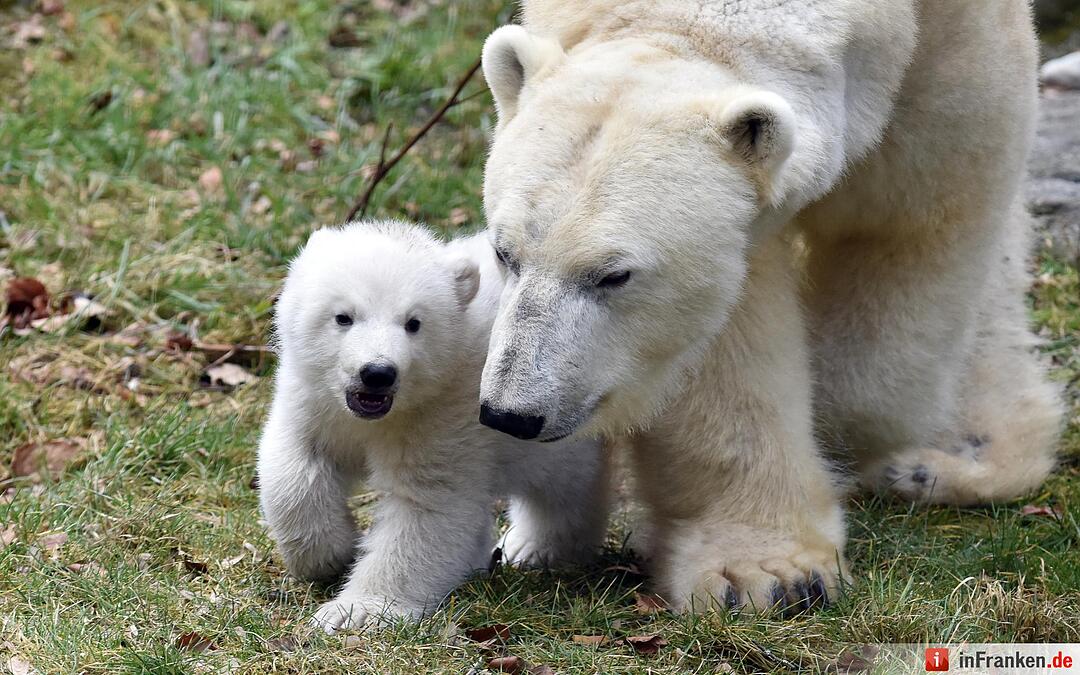 Eisbaerenbaby 2017 Tierpark Hellabrunn