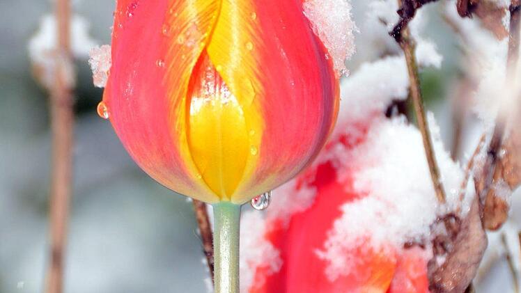Schnee an Ostern in Bad Kissingen Foto: Peter Rauch