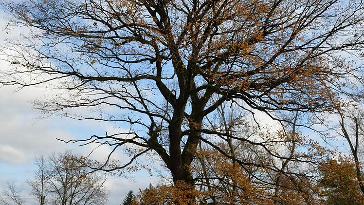 Foto: Ronald Rinklef