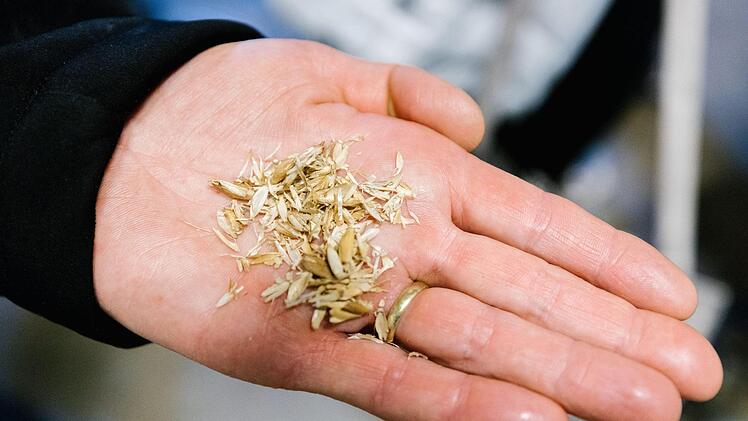 Die ersten drei Wochen ihres Lebens verbringen die Küken auf solchen weichen Dinkelspelzen. Foto: Marian Hamacher