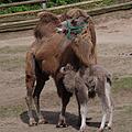 Endlich gibt es wieder Nachwuchs bei den Kamelen: Die 12-jährige Stute Akiba hat Ende April ihre Tochter Nala zur Welt gebracht. Foto: Tiergarten Nürnberg/Helmut Mägdefrau