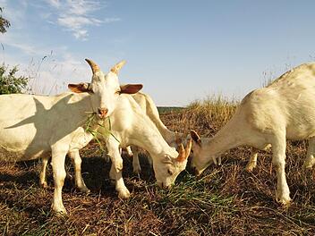 Sie ist gesellig, anspruchslos, was das Futter angeht, und gibt viel Milch: die Ziege. Foto: Roland Schönmüller