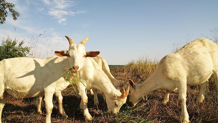 Sie ist gesellig, anspruchslos, was das Futter angeht, und gibt viel Milch: die Ziege. Foto: Roland Schönmüller