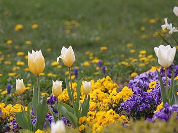 Der Frühling hat im Kurpark mit seiner ganzen Farbenpracht Einzug gehalten. Foto: Matthias Einwag