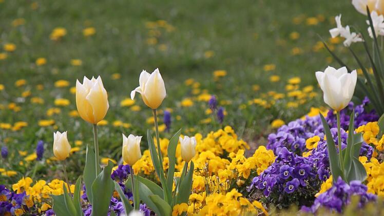 Der Frühling hat im Kurpark mit seiner ganzen Farbenpracht Einzug gehalten. Foto: Matthias Einwag