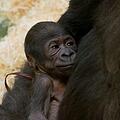 Gorillaweibchen Habibu mit ihrem ersten Nachwuchs. Das Jungtier kam am Sonntag im Tiergarten Nürnberg zur Welt. Foto: Ramona Such