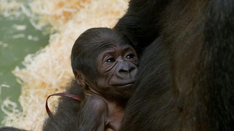 Gorillaweibchen Habibu mit ihrem ersten Nachwuchs. Das Jungtier kam am Sonntag im Tiergarten Nürnberg zur Welt. Foto: Ramona Such
