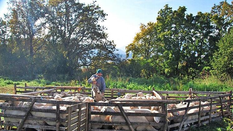 Vor einigen Jahren kümmerte sich Vater Wolfgang Kraft am Feulner Berg um die notwendige Klauenpflege seiner Schafe. Fotos: Dieter Hübner