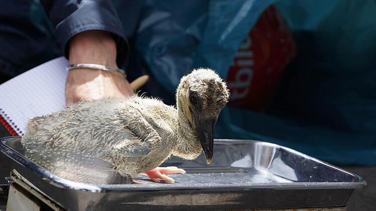 Storchenküken auf der Waage