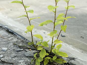 Der Natur wieder mehr Raum geben: Das wünschen sich die Lehrer und Schüler der FosBos. Für ihr Konzept haben sie jetzt deutschlandweit den 1. Preis gewonnen.