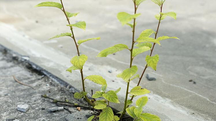 Der Natur wieder mehr Raum geben: Das wünschen sich die Lehrer und Schüler der FosBos. Für ihr Konzept haben sie jetzt deutschlandweit den 1. Preis gewonnen.