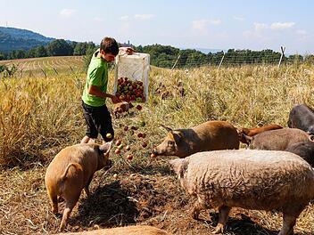 Glücklich im Schweineparadies Foto: Matthias Hoch